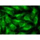 CRMP-2 Antibody (1B1) - Immunofluorescence - Image 145436 