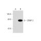 CRMP-2 Antibody (1B1) - Western Blotting - Image 70453 