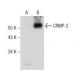 CRMP-2 Antibody (E-9) - Western Blotting - Image 158453 