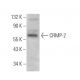 CRMP-2 Antibody (E-9) - Western Blotting - Image 373379