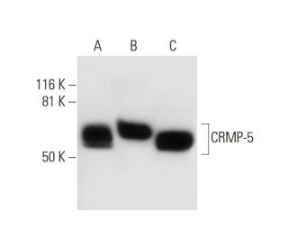CRMP-5 Antibody (C-7) - Western Blotting - Image 294412 