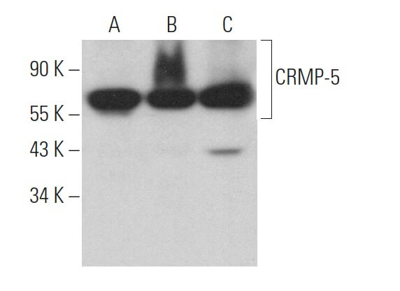 Anti-CRMP-5 Antibody (H-9) | SCBT - Santa Cruz Biotechnology