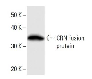 CRN Antibody (2212C1a) - Western Blotting - Image 16514