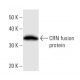 CRN Antibody (2212C1a) - Western Blotting - Image 16514
