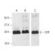 CRP Antibody (HD2-4) - Western Blotting - Image 11338