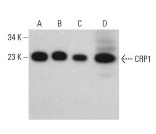 CRP1 Antibody (F-12) | SCBT - Santa Cruz Biotechnology