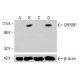 CRP2BP Antibody (A-11) - Western Blotting - Image 415467