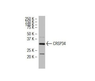 CRSP34 Antibody (40.4) - Western Blotting - Image 34549 