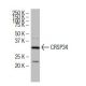 CRSP34 Antibody (40.4) - Western Blotting - Image 34549 