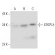 CRSP34 Antibody (40.4) - Western Blotting - Image 39735