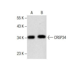 CRSP34 Antibody (A-2) - Western Blotting - Image 287625 