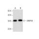 CRSP34 Antibody (A-2) - Western Blotting - Image 287625 
