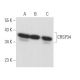 CRSP34 Antibody (A-2) - Western Blotting - Image 373198