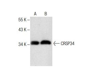 CRSP34 Antibody (B-7) - Western Blotting - Image 287626 