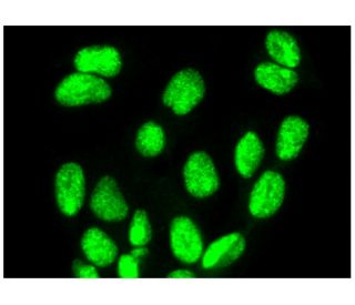 CRSP70 Antibody (F-5) - Immunofluorescence - Image 293908 