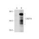 CRSP70 Antibody (G-11) - Western Blotting - Image 65626