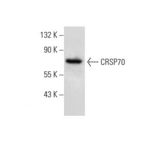 CRSP70 Antibody (G-11) - Western Blotting - Image 301304 