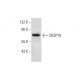 CRSP70 Antibody (G-11) - Western Blotting - Image 301304 