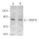 CRSP70 Antibody (G-11) - Western Blotting - Image 358417 