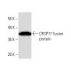 western blotting image from recommended CRSP77 (2215C3a) monoclonal antibody replacement. Image 16606