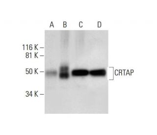 CRTAP Antibody (E-1) - Western Blotting - Image 294108 