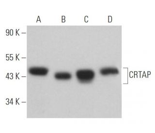 CRTAP Antibody (E-1) - Western Blotting - Image 367719
