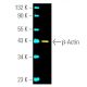 Cruz Marker™ Molecular Weight Standards | SCBT - Santa Cruz Biotechnology