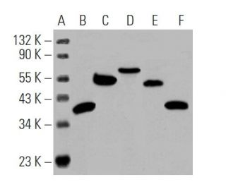 m-IgG&kappa; BP-HRP (Cruz Marker): sc-516102-CM. Western blot analysis of Cruz Marker&trade; molecular weight standards: sc-2035 