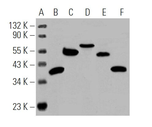 glutathione reductase santa cruz molecular weight Characterization of a small molecule inhibitor of disulfide reductases that induces oxidative stress and lethality in lung cancer cells Glutathione-dependent redox balance characterizes the