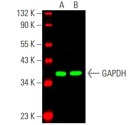 Cruz Marker™ Molecular Weight Standards | SCBT - Santa Cruz
