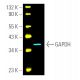GAPDH (0411) Alexa Fluor® 647: sc-47724 AF647. Direct fluorescent western blot...