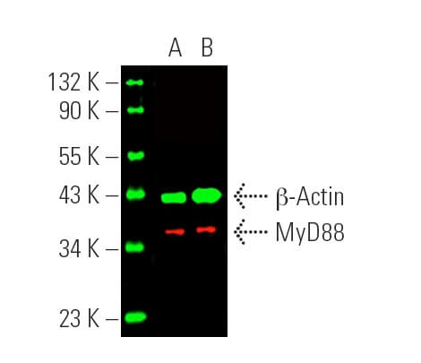 Cruz Marker™ MW Tag-Alexa Fluor® 680 | SCBT - Santa Cruz Biotechnology