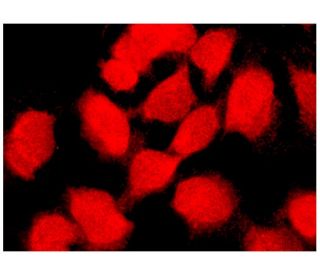 donkey anti-goat IgG-CFL 594: sc-362275. Immunofluorescence staining of methanol-fixed HeLa cells showing nuclear localiza 