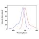 CruzFluor sm™ 6 maleimide: sc-362605