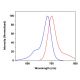 CruzFluor sm™ 6 succinimidyl ester: sc-362606