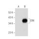 CRX Antibody (A-9) - Western Blotting - Image 281839