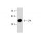 CRX Antibody (B-11) - Western Blotting - Image 283415 