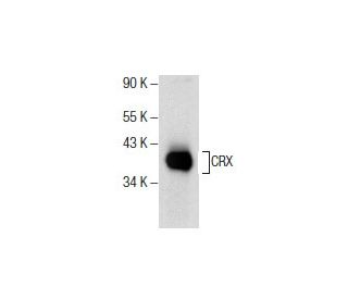 western blotting image from recommended CRX (A-9) monoclonal antibody replacement. Image 285806