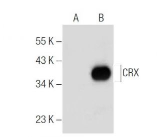 CRX Antibody (A-9) - Western Blotting - Image 281839