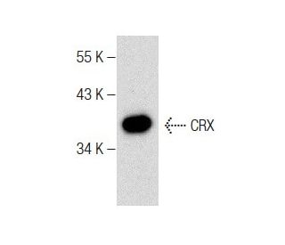 CRX Antibody (B-11) - Western Blotting - Image 283415