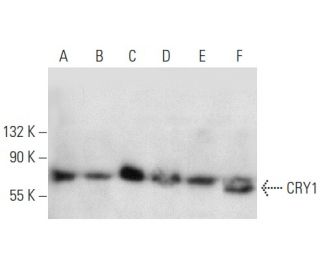 western blotting image from recommended CRY1 (H-12) monoclonal antibody replacement. Image 358465