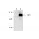 CRY1 Antibody (H-12) - Western Blotting - Image 295943