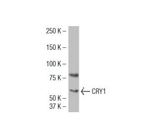 CRY1 Antibody (W-L5) - Western Blotting - Image 34369 