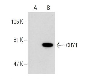 CRY1 Antibody (W-L5) - Western Blotting - Image 31689