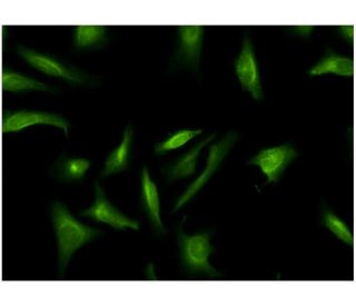CRY2 Antibody (3H4) - Immunofluorescence - Image 346116 
