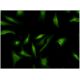 CRY2 Antibody (3H4) - Immunofluorescence - Image 346116 