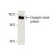 Cryopyrin/NALP3/NLRP3 Antibody (F-11) - Western Blotting - Image 396361 