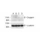 Cryopyrin/NALP3/NLRP3 Antibody (F-11) - Western Blotting - Image 412013
