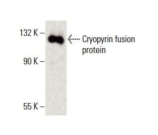 Cryopyrin/NALP3/NLRP3 Antibody (H-8) - Western Blotting - Image 396362