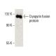 Cryopyrin/NALP3/NLRP3 Antibody (H-8) - Western Blotting - Image 396362